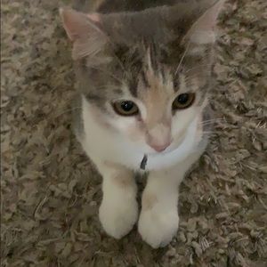 Meet your Posher, Lisa